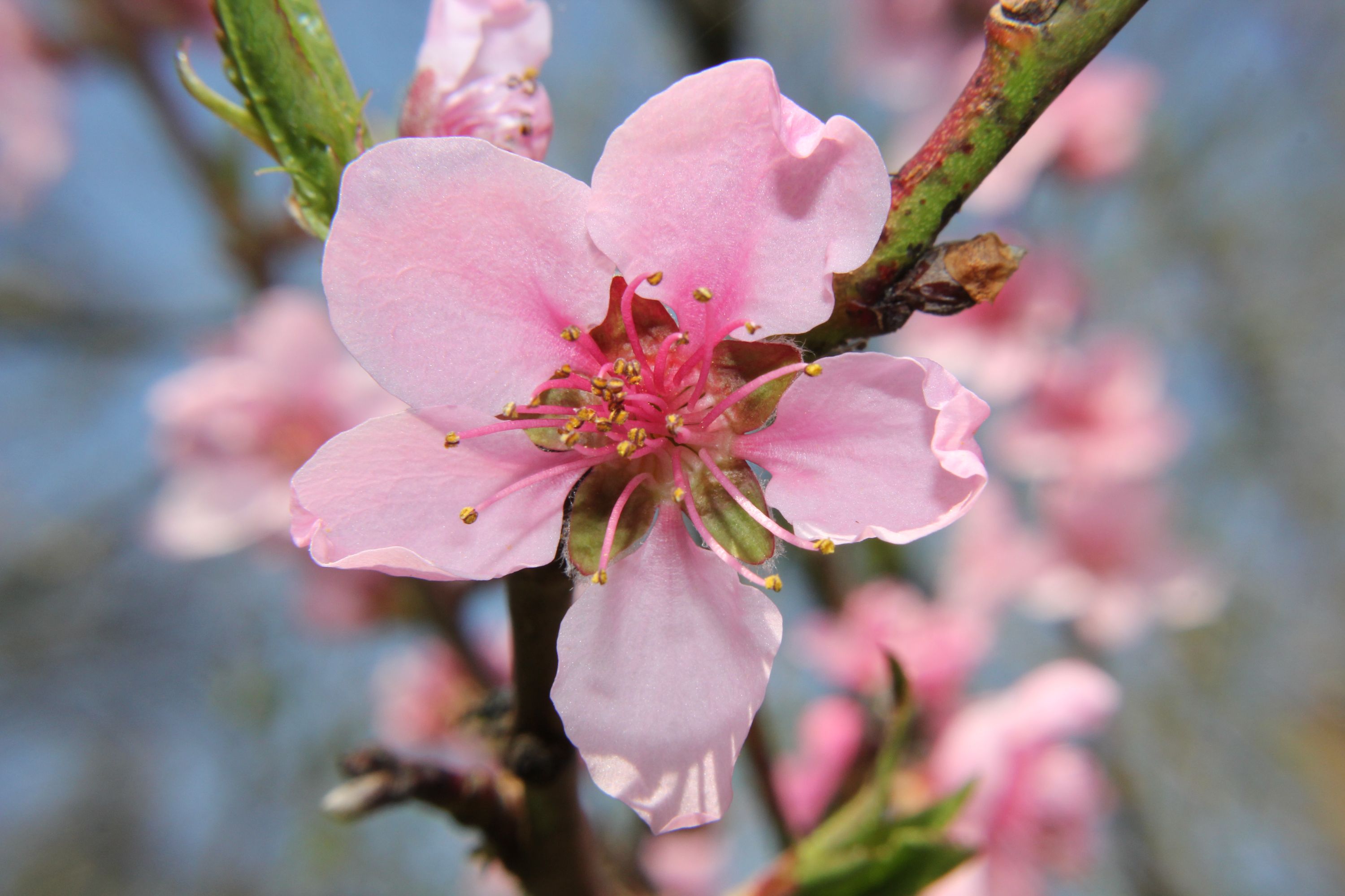 Einzelne Pfirsichblüte-1